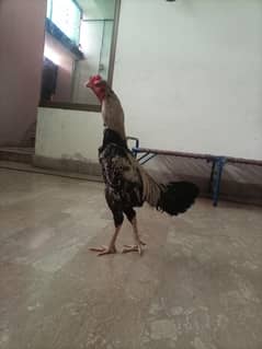 Aseel