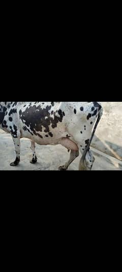 cow pure ferzion 03459752637