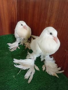 Pigeon