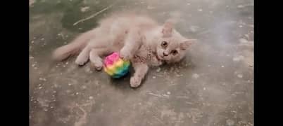 Persian Female Kitten, Male Cat (Triple Coat) 0312-6878904