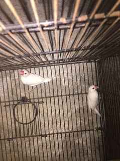white java breeder pair