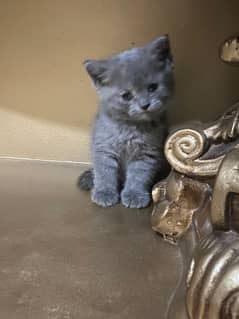 #persian cat # Persian cat baby # Persian cat male