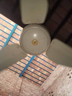 Ceiling Fan for Sale – Waterproof
