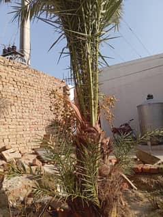 Date Palm Tree for sale