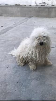 poodle male