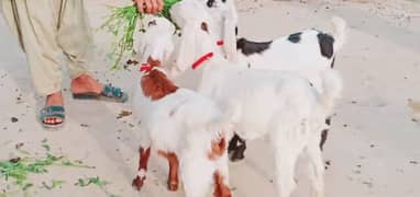 3 Bacchon Ka Sath Desi Bakri For Sale, +03278290878