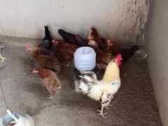 01 Male Rooter and 07 Hens