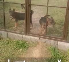 german+  Alsashan cross 4month females
