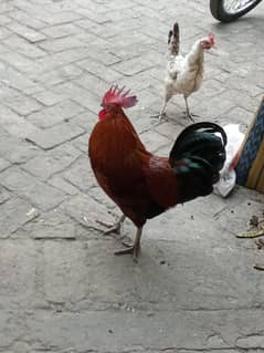 only Murga for sale
