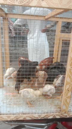 Aseel cross desi