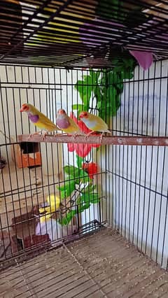 Latino Golden ready to breed female 0312/440/7945/
