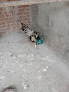 Peacock