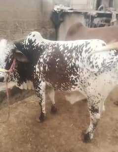 kheera bachra