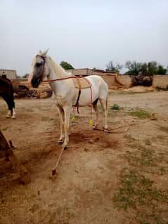 Gori 3.5 month ki cross ha