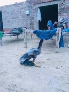 Aseel shamo