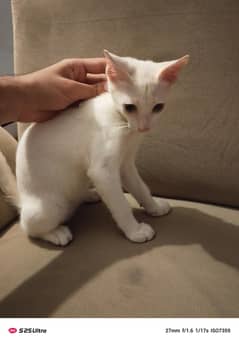 Kitten 3 months old in white colour.