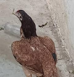 pure aseel murgiya  location khushab