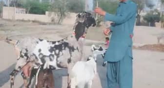 3 Bacchon Ka Sath Desi Bakri For Sale,+03704815729