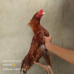 pathha