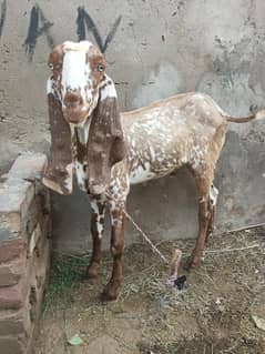 Desi bakra for sale