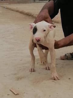 gultair female