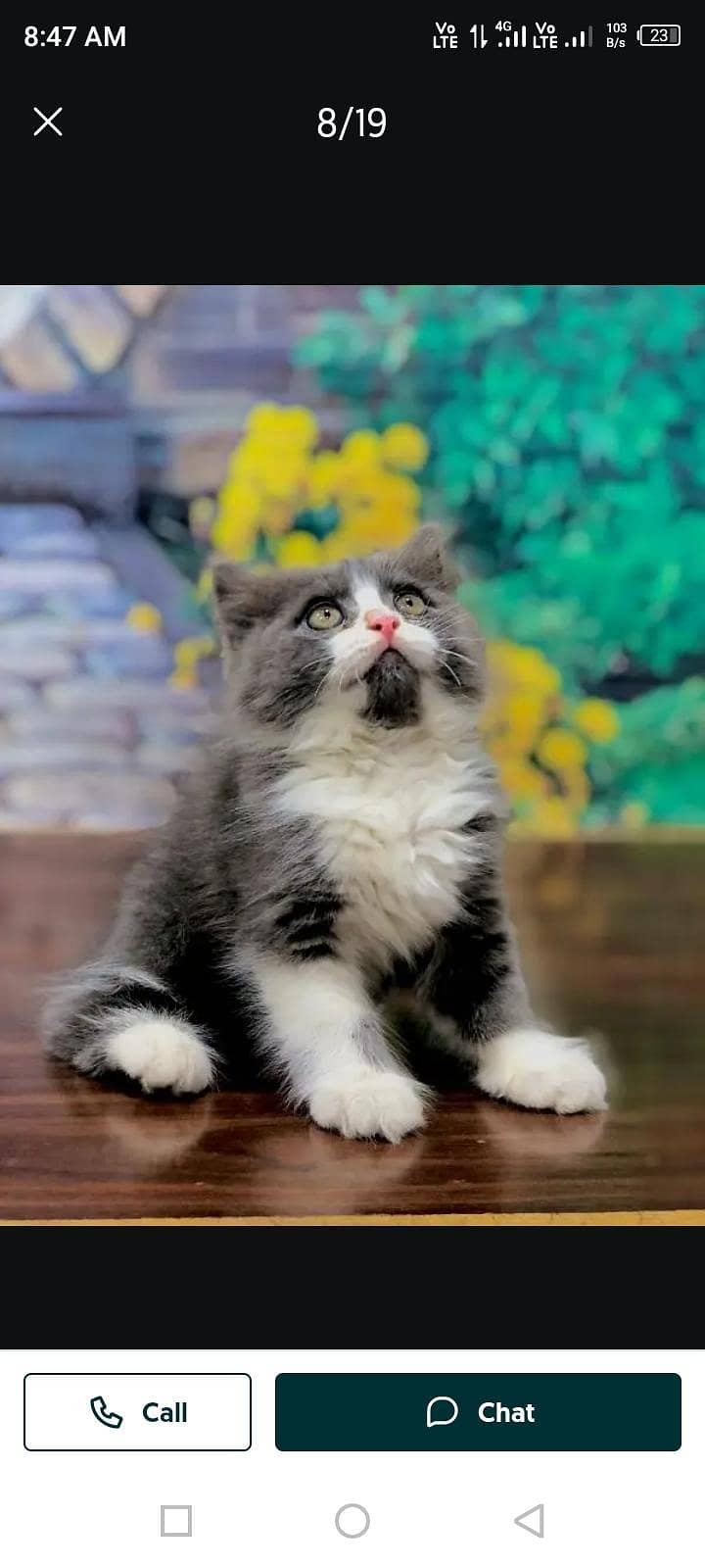 Persian cat 2saal total 4 hain 3in baby cats hain - Cats - 1103756408