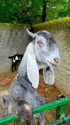 Nachi Bakra