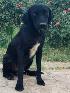 Labrador