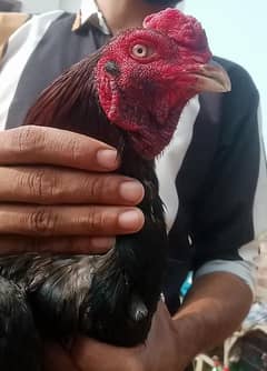 aseel lakha murga