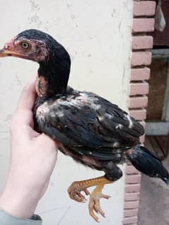 pure breed aseel chicks for sale