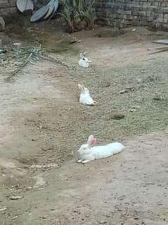 Rabbit