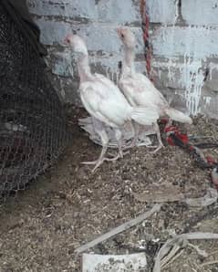 Aseel white hera