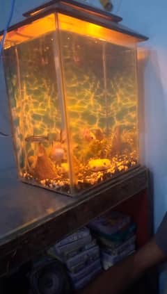 fish aquarium