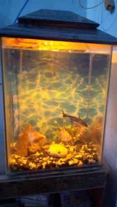 fish aquarium