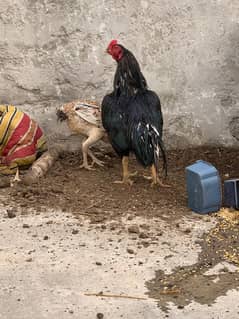 Mushka chicks & breeder females