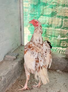 aseel murgha or murgian