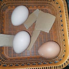 Peacock Eggs