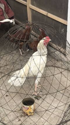 Cheena patha