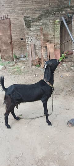 beetal bakri h Sath Ak Lali h  dono