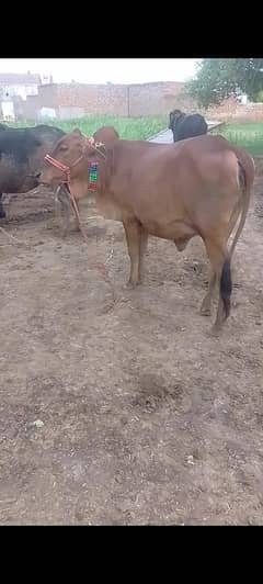 bachri