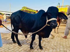 Bachra