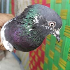 female
