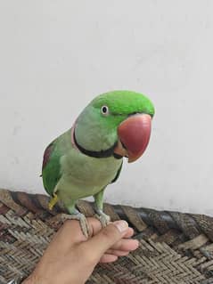 Hand Tamed Bolny wala Raw Parrot  0333/453/77/33