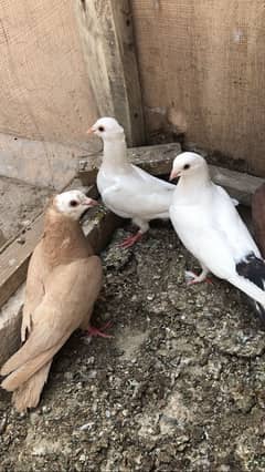 Fancy pegions