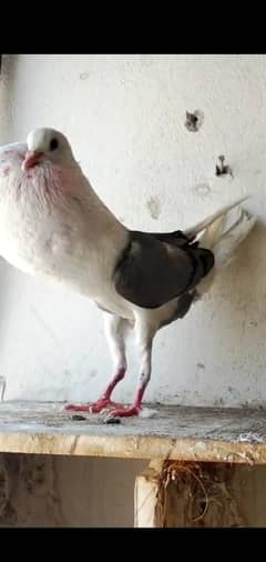 شیلڈ