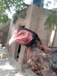 aseel