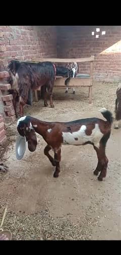 nagri