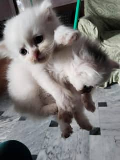Persian Kittens | Persian cat | Triple Coated Kittens for Sale