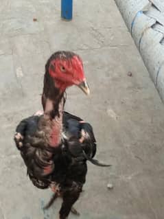 رابط نمبر 03224728525
