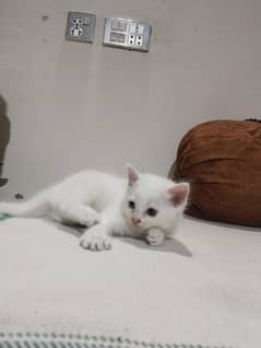 Persian White Kitten